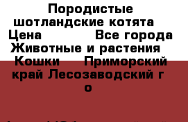 Породистые шотландские котята. › Цена ­ 5 000 - Все города Животные и растения » Кошки   . Приморский край,Лесозаводский г. о. 